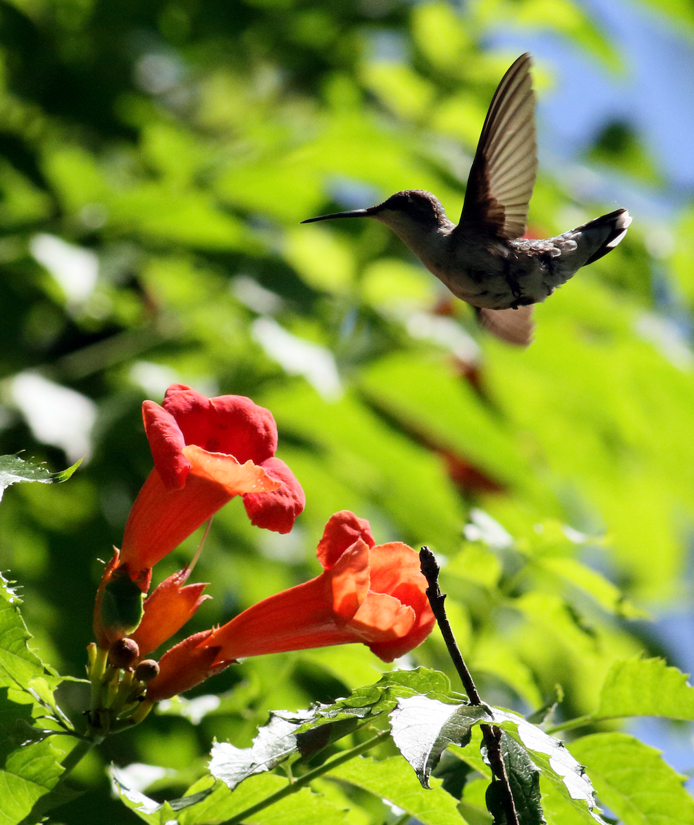 Ruby-throated Hummingbird - ML619969781