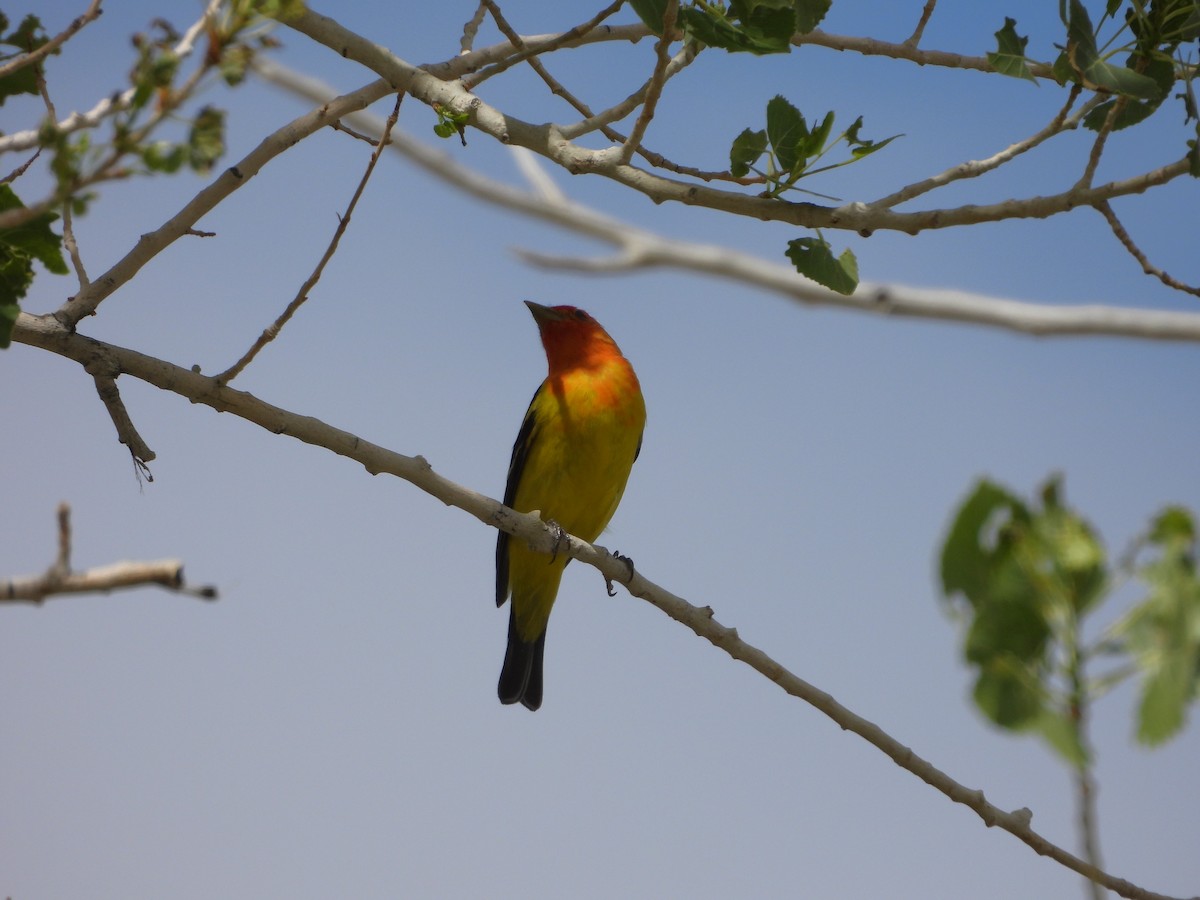 Western Tanager - ML619969793