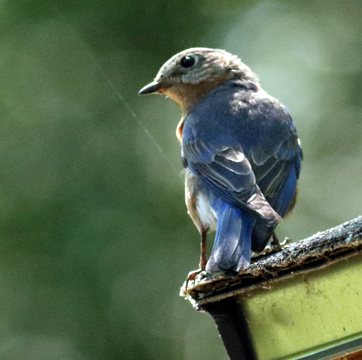 Eastern Bluebird - ML619969798