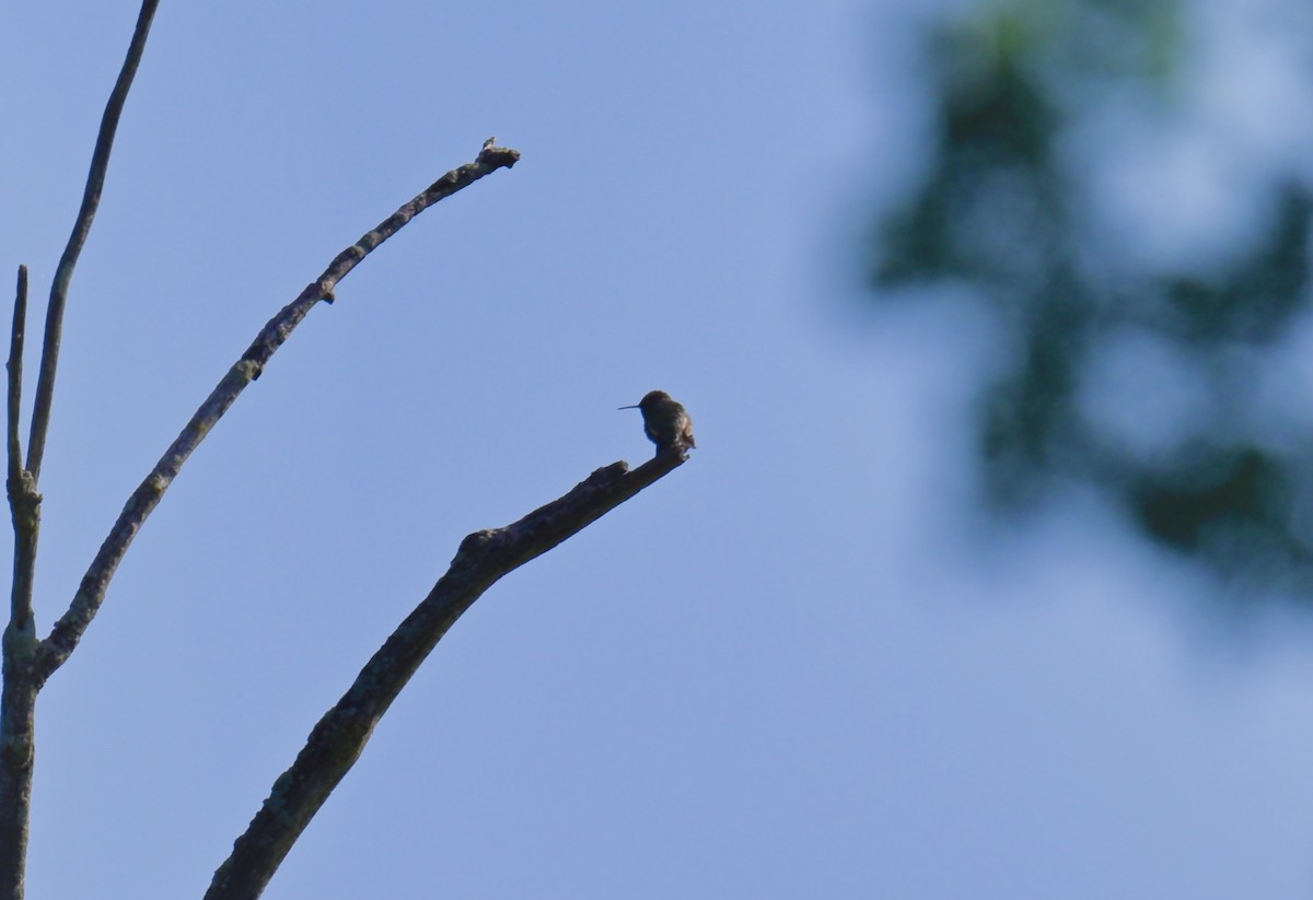 Ruby-throated Hummingbird - ML619969800