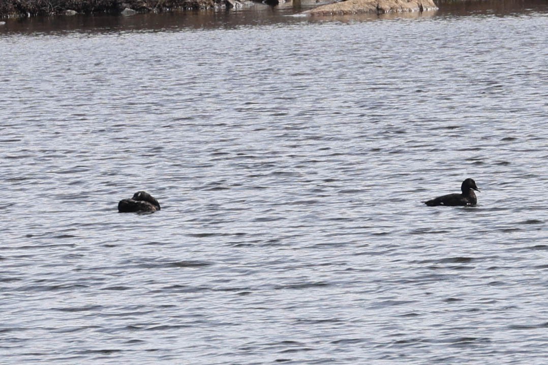 White-winged Scoter - ML619969815