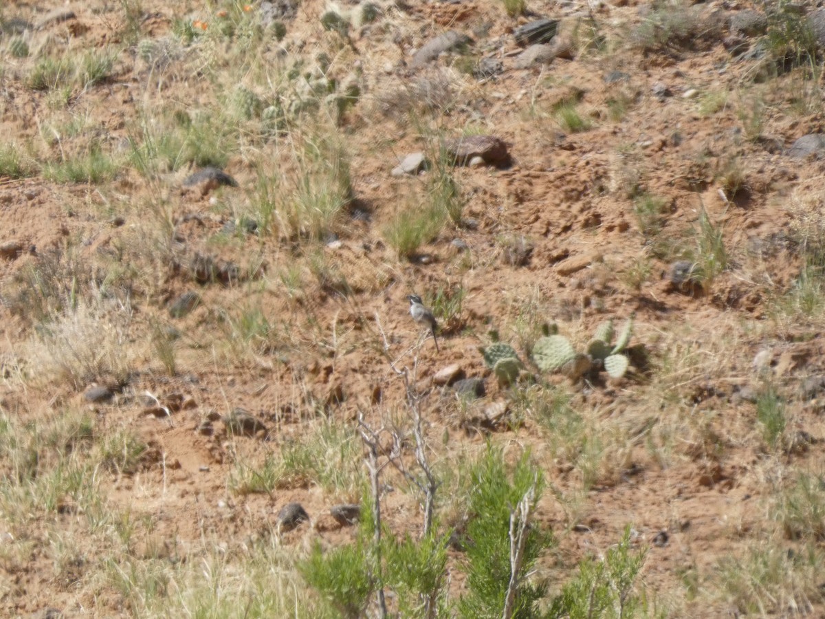 Black-throated Sparrow - ML619969817