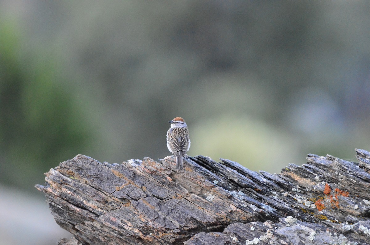 Chipping Sparrow - ML619969882