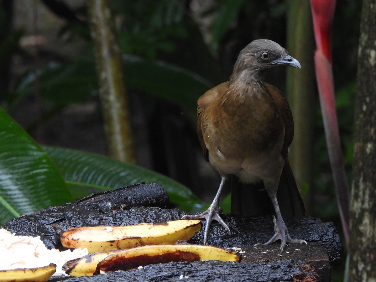 Gray-headed Chachalaca - ML619969915