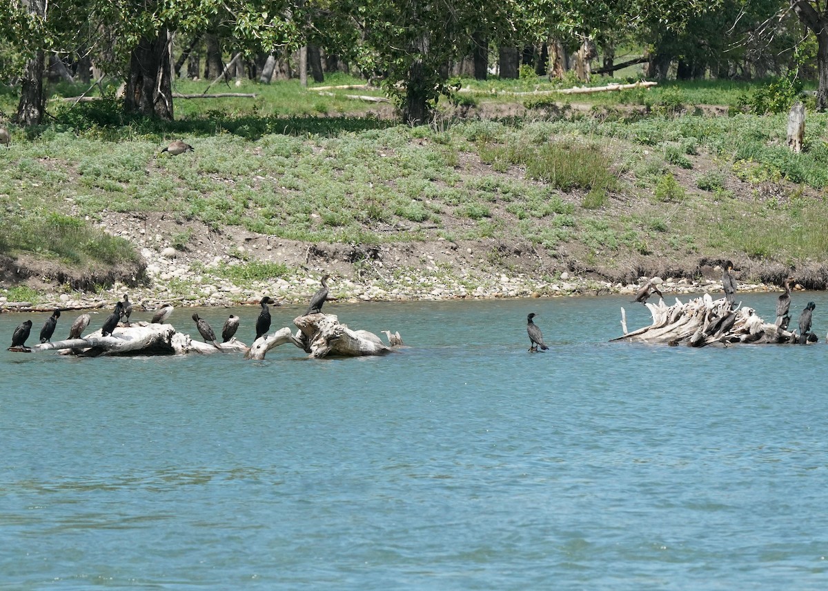 Double-crested Cormorant - ML619969919