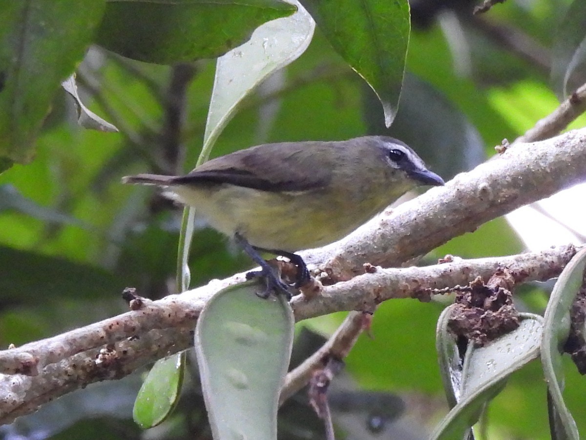 Brown-capped Tyrannulet - ML619969923