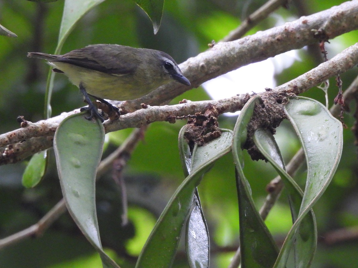Brown-capped Tyrannulet - ML619969924