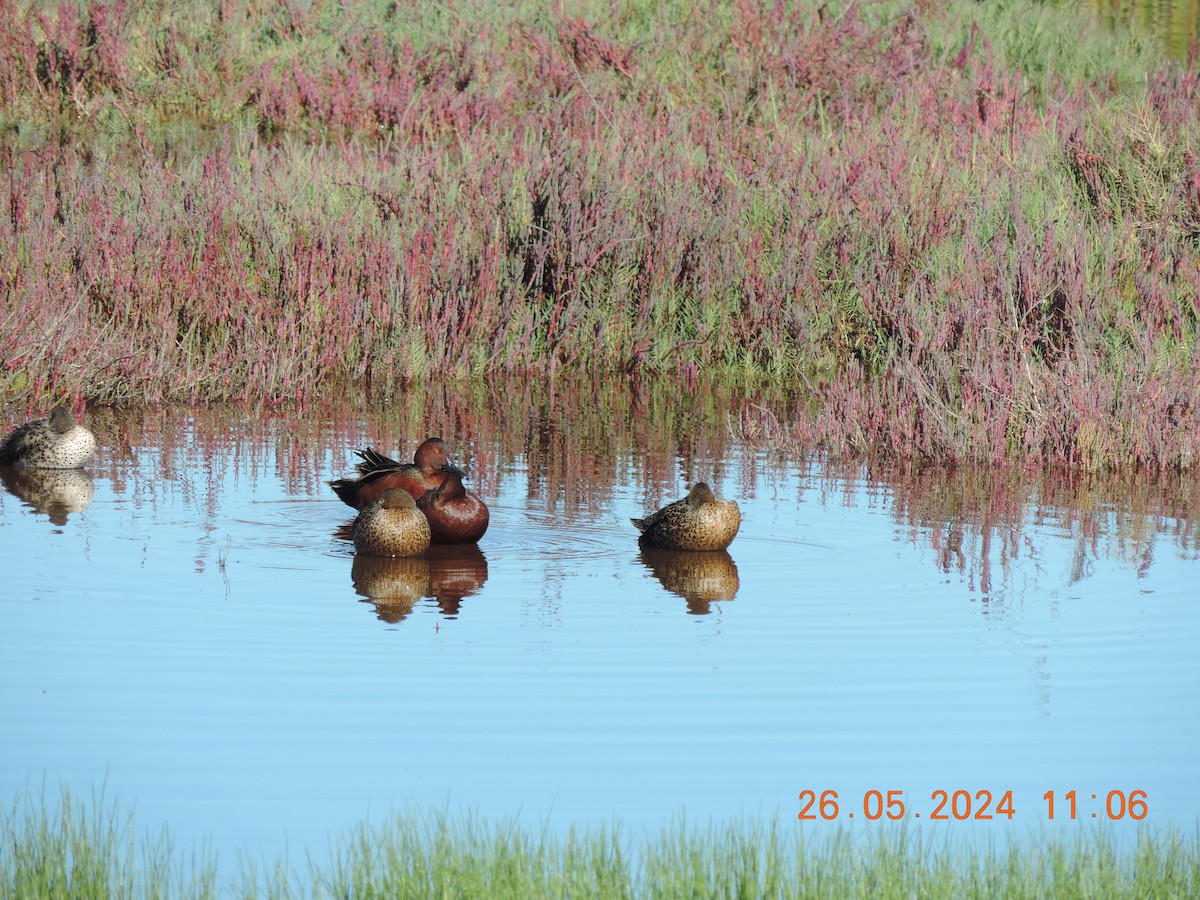 Cinnamon Teal - ML619969926