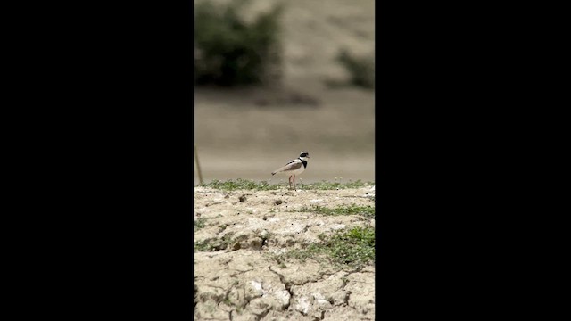 Pied Plover - ML619969932