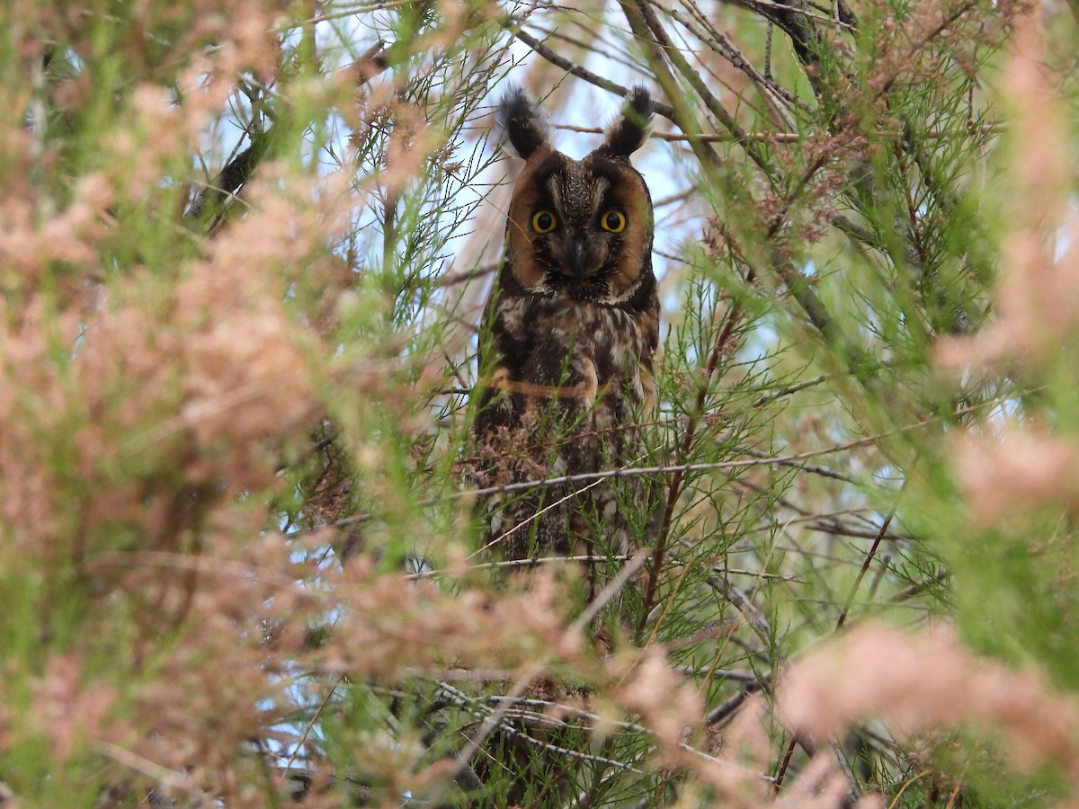 Long-eared Owl - ML619969944