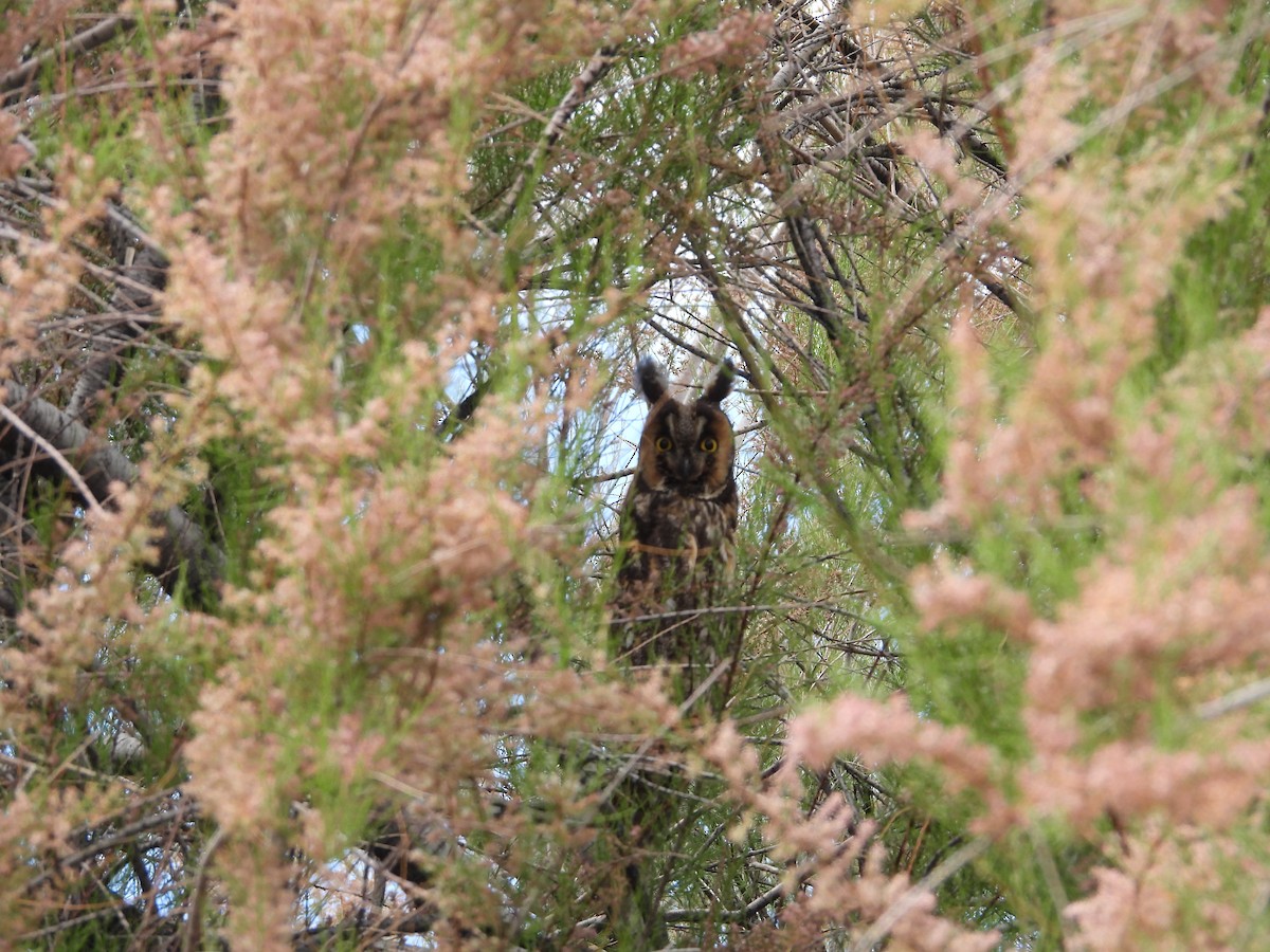 Long-eared Owl - ML619969945