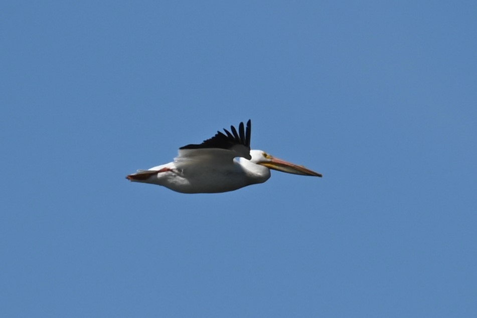 pelikán severoamerický - ML619969955
