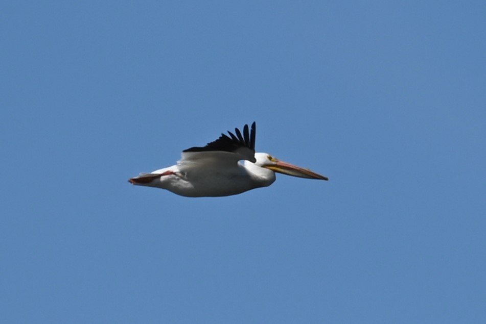 American White Pelican - ML619969955