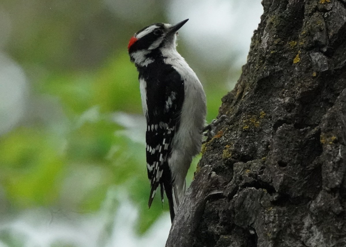 Downy Woodpecker - ML619969966