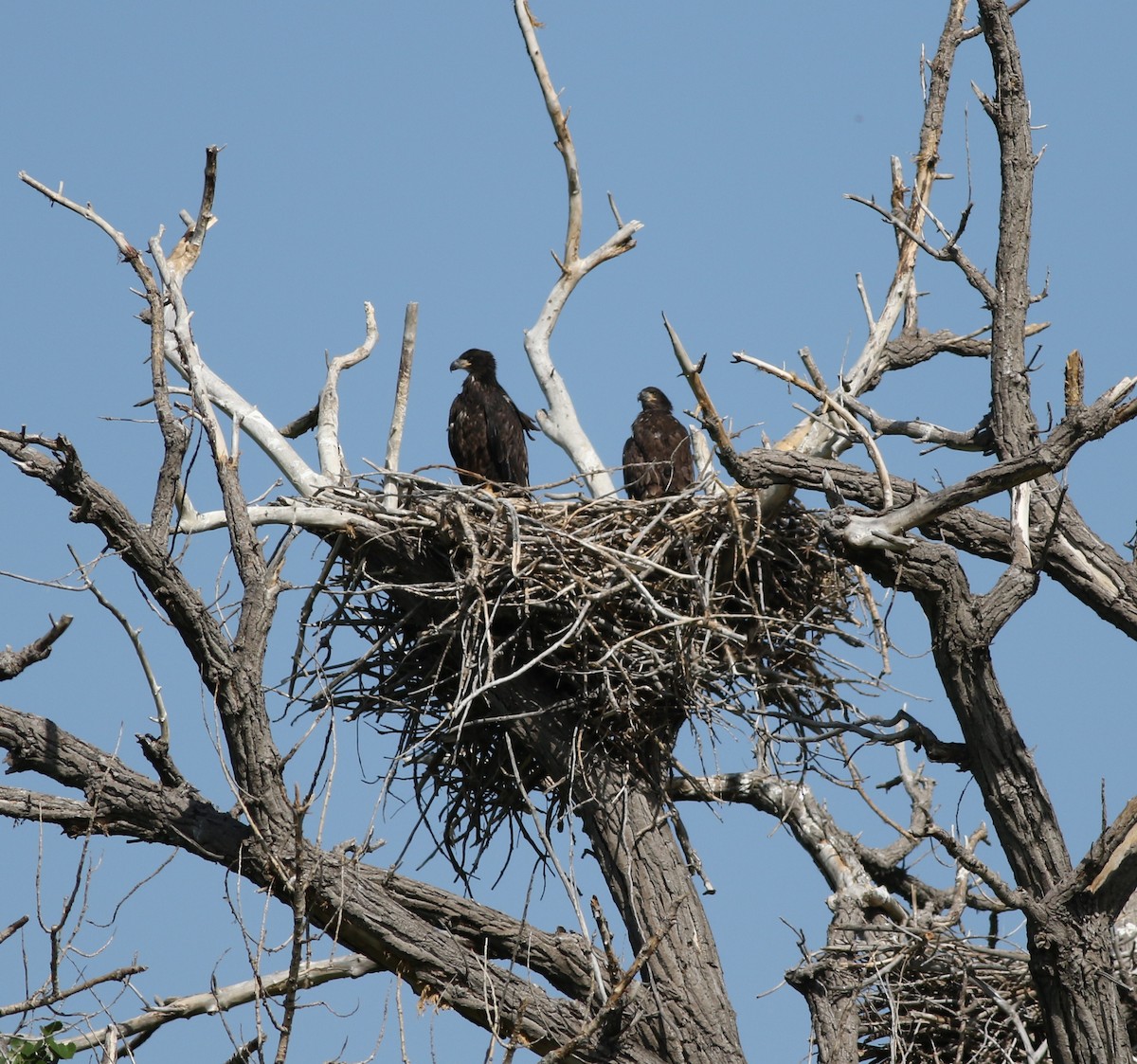 Bald Eagle - ML619969973