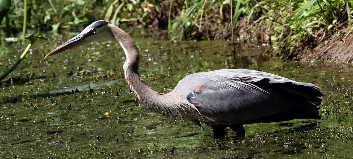 Great Blue Heron - ML619969974