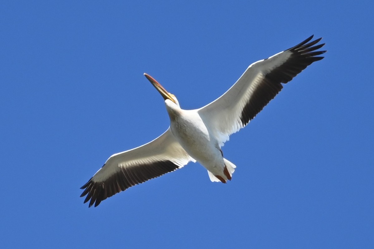 American White Pelican - ML619969975
