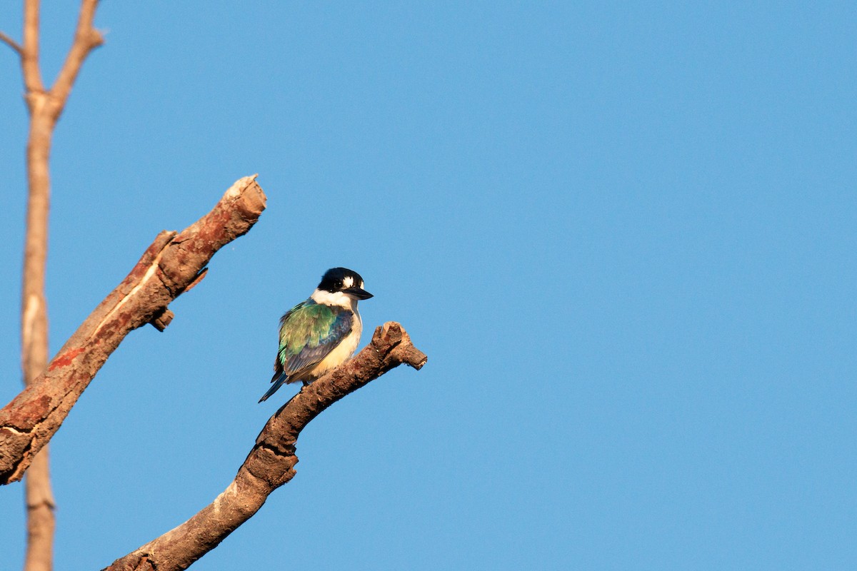 Forest Kingfisher - ML619969976