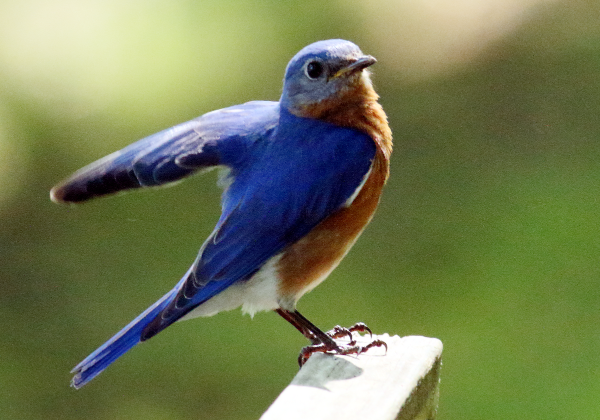 Eastern Bluebird - ML619969982