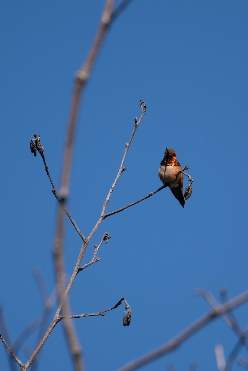 Rufous Hummingbird - ML619969991