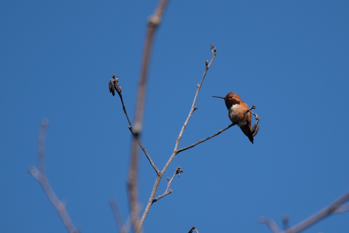 Rufous Hummingbird - ML619969992