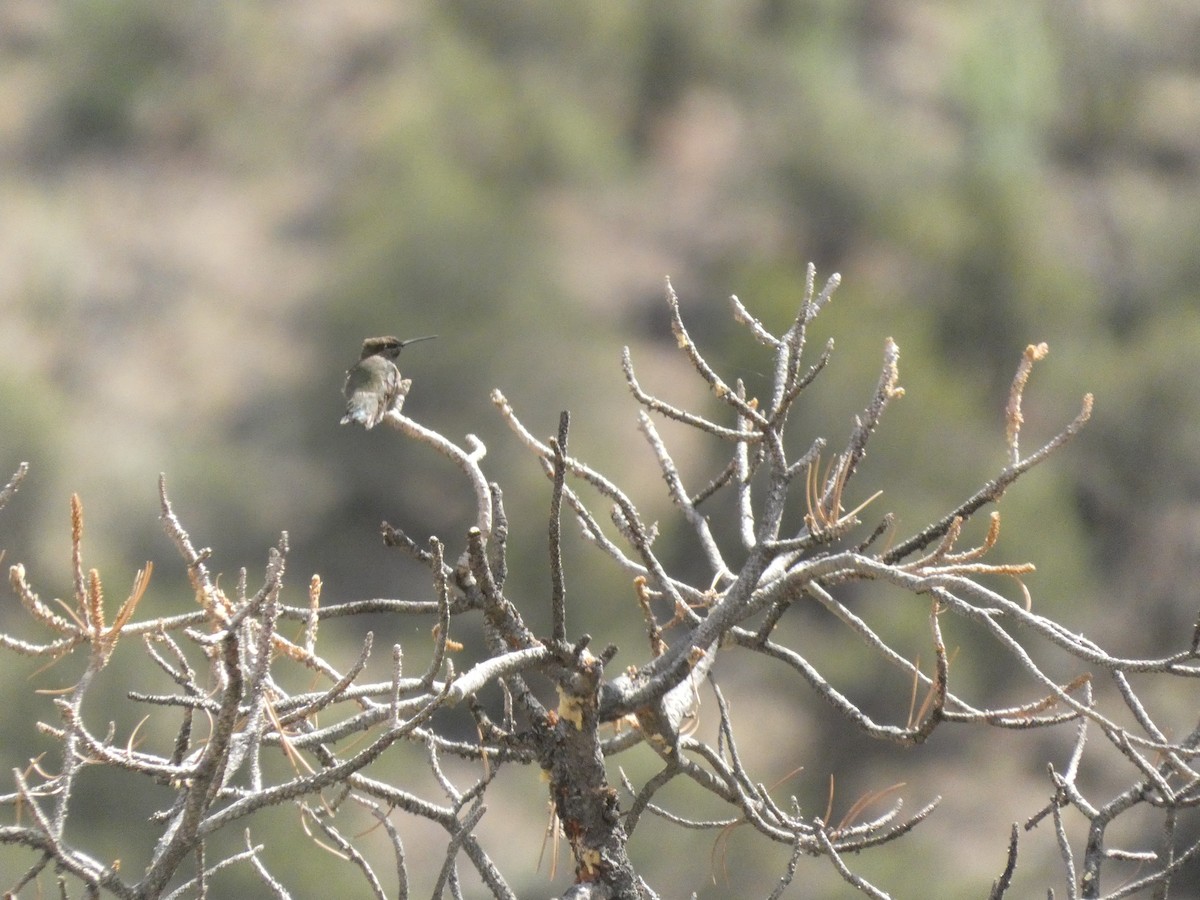 Black-chinned Hummingbird - ML619969997