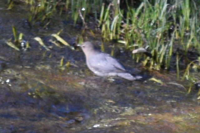 American Dipper (Northern) - ML619970005