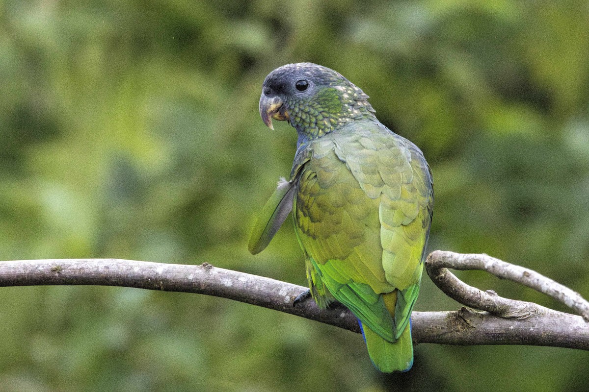 Scaly-headed Parrot - ML619970015