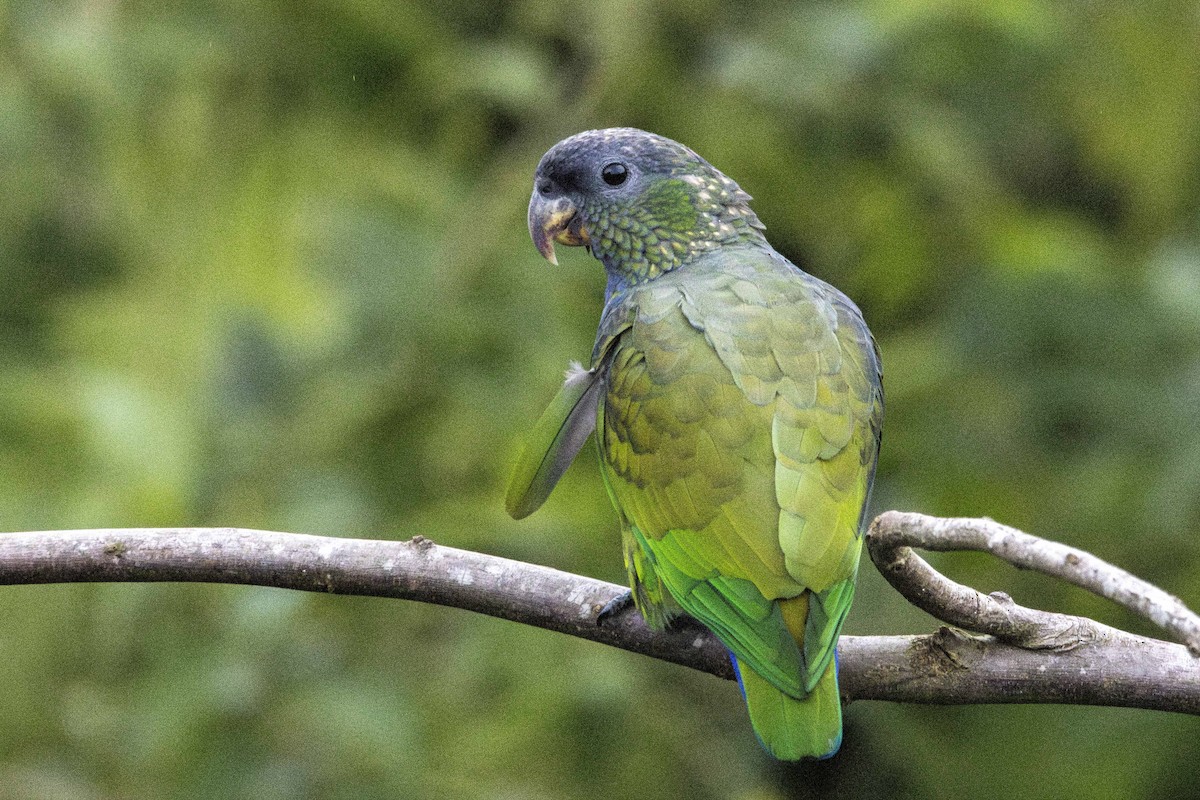 Scaly-headed Parrot - Jonah Perelman