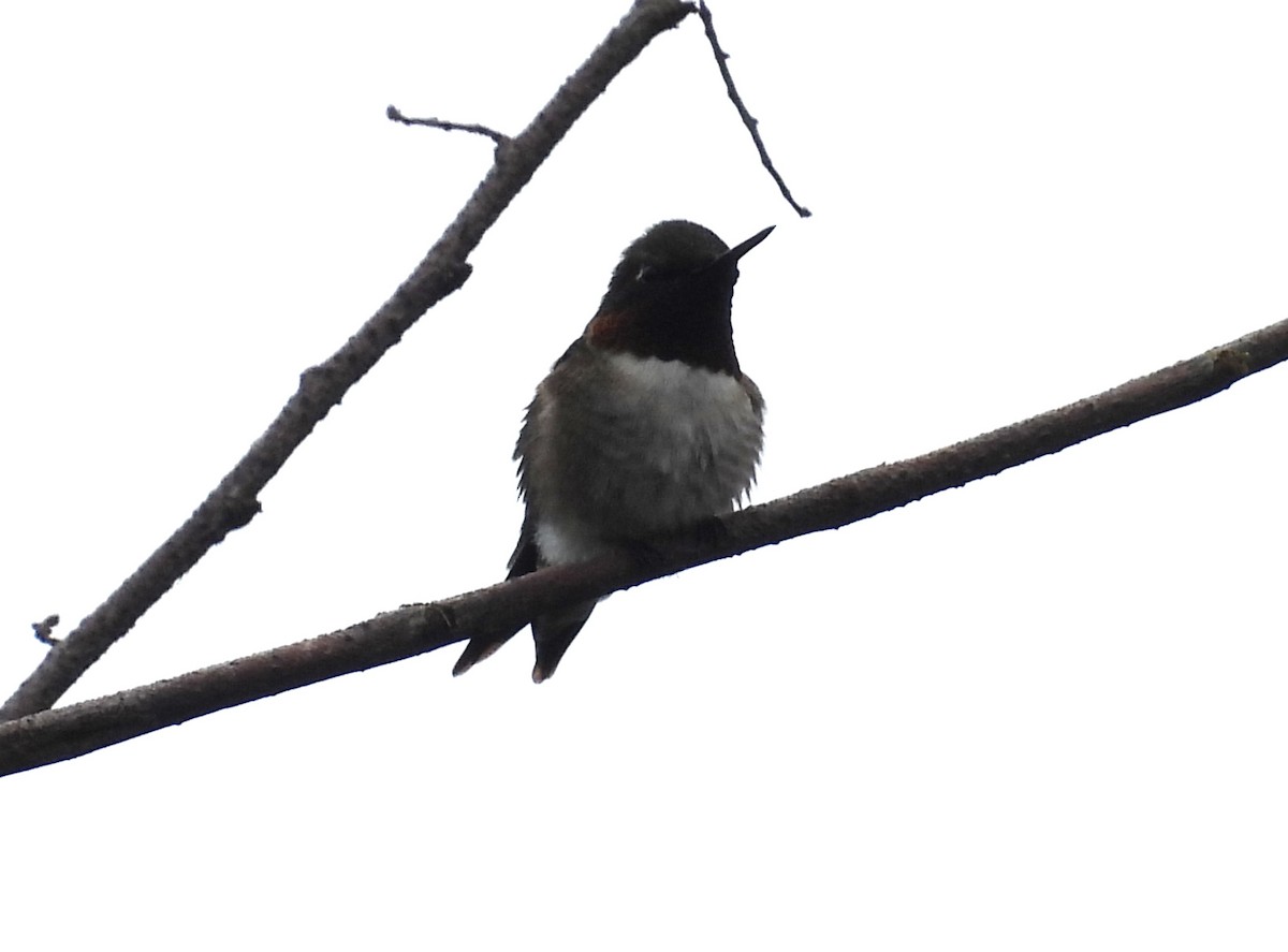 Ruby-throated Hummingbird - ML619970033
