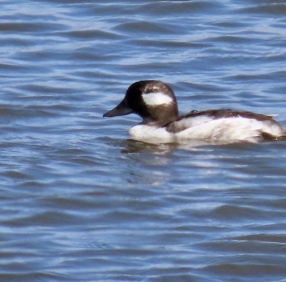 Bufflehead - ML619970039