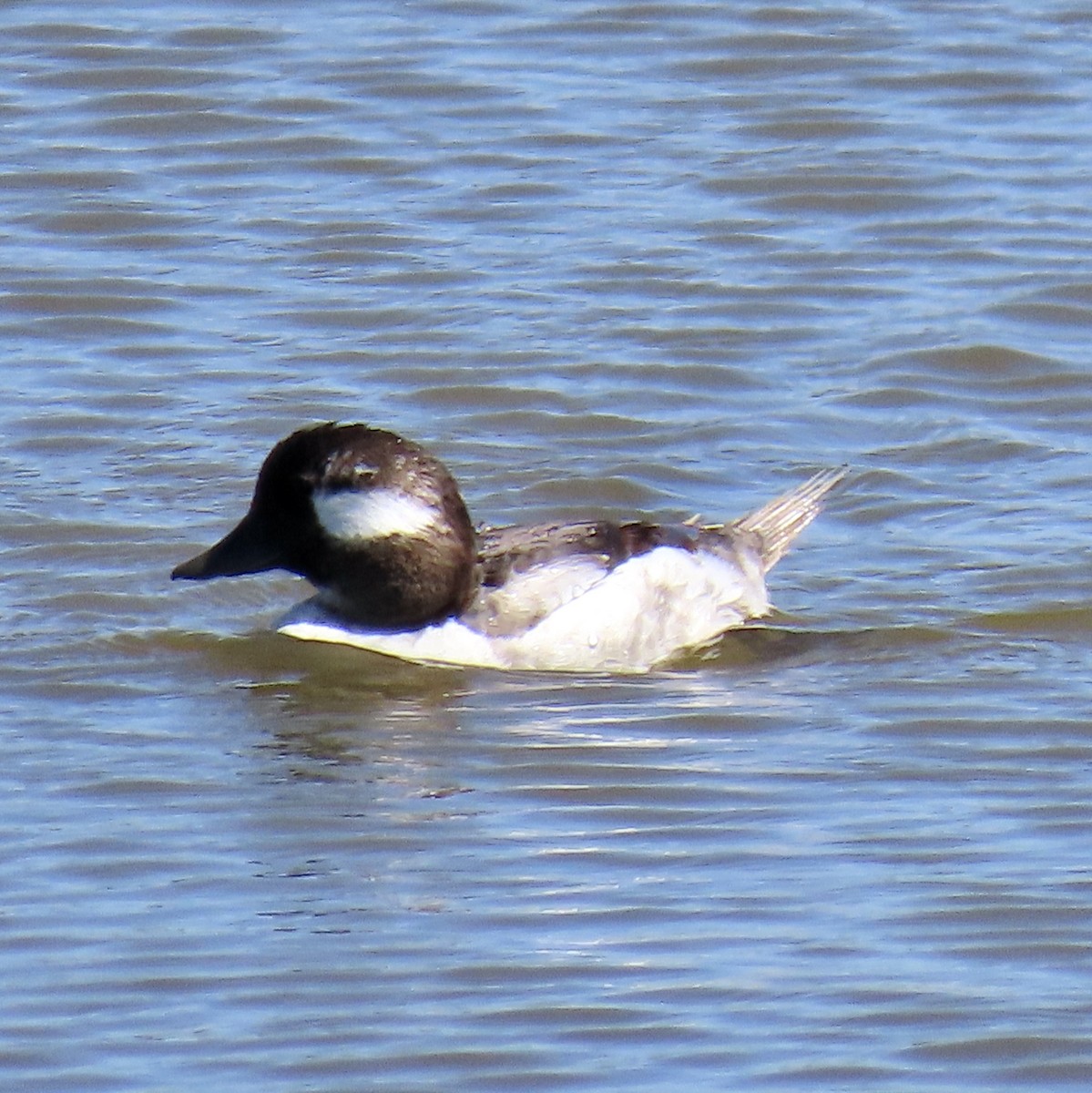 Bufflehead - ML619970040