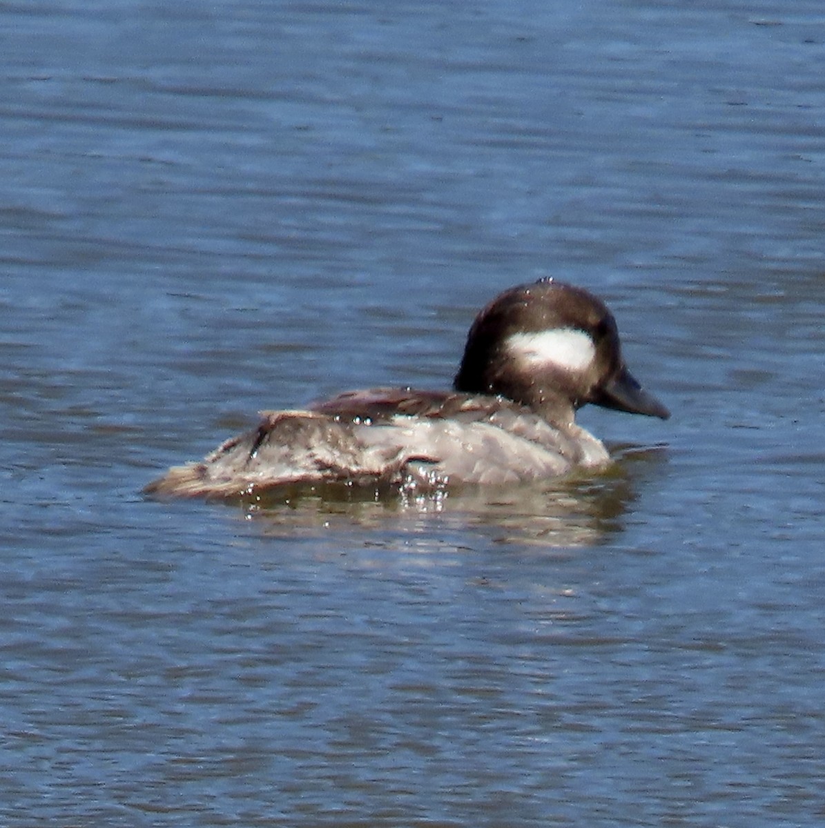 Bufflehead - ML619970041