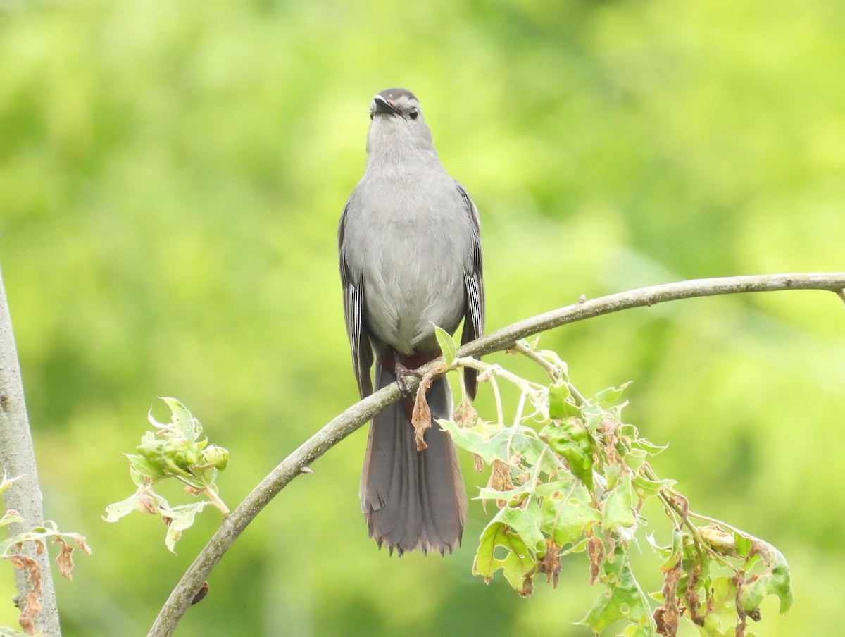 Gray Catbird - ML619970047