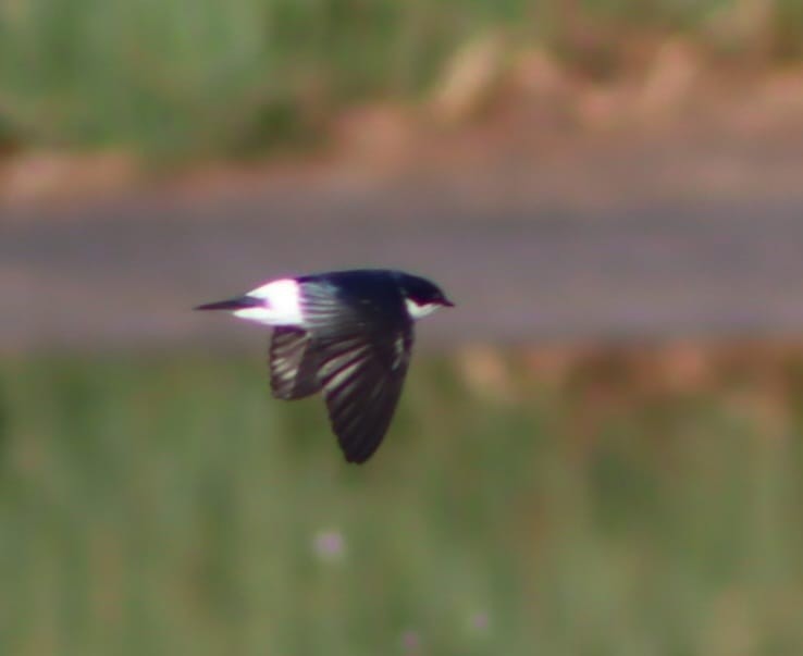 Chilean Swallow - ML619970048