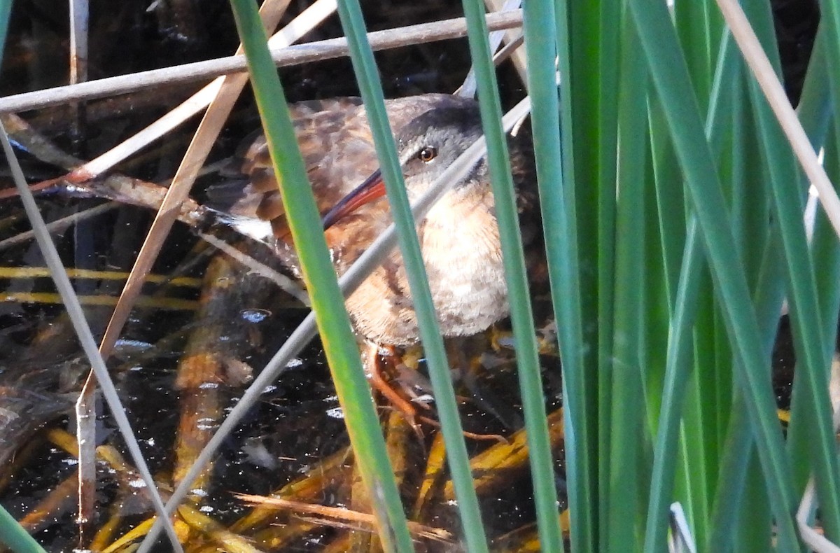 Virginia Rail - ML619970049