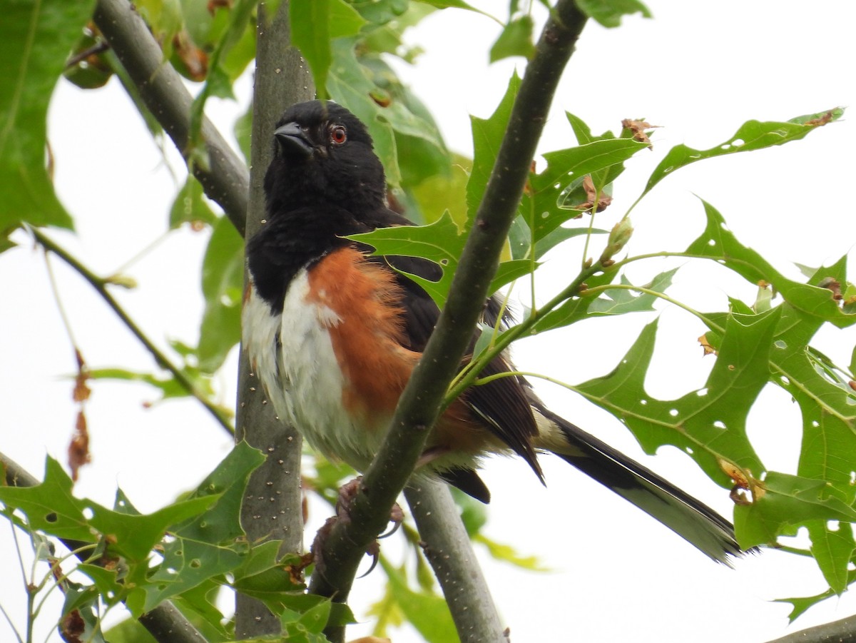 Eastern Towhee - ML619970059