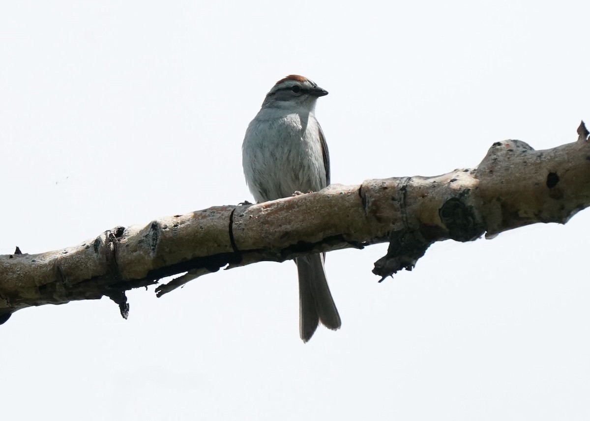 Chipping Sparrow - ML619970061