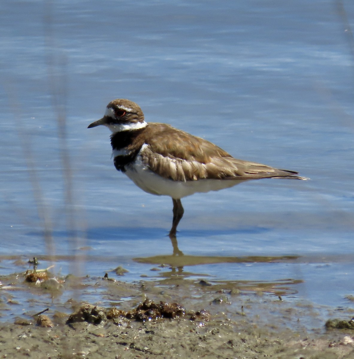 Killdeer - ML619970064