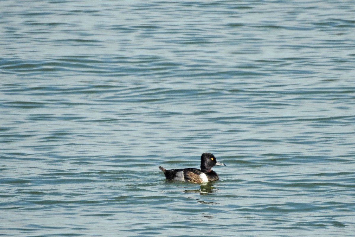 Ring-necked Duck - ML619970065