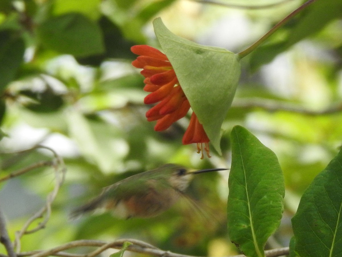 Rufous Hummingbird - ML619970066