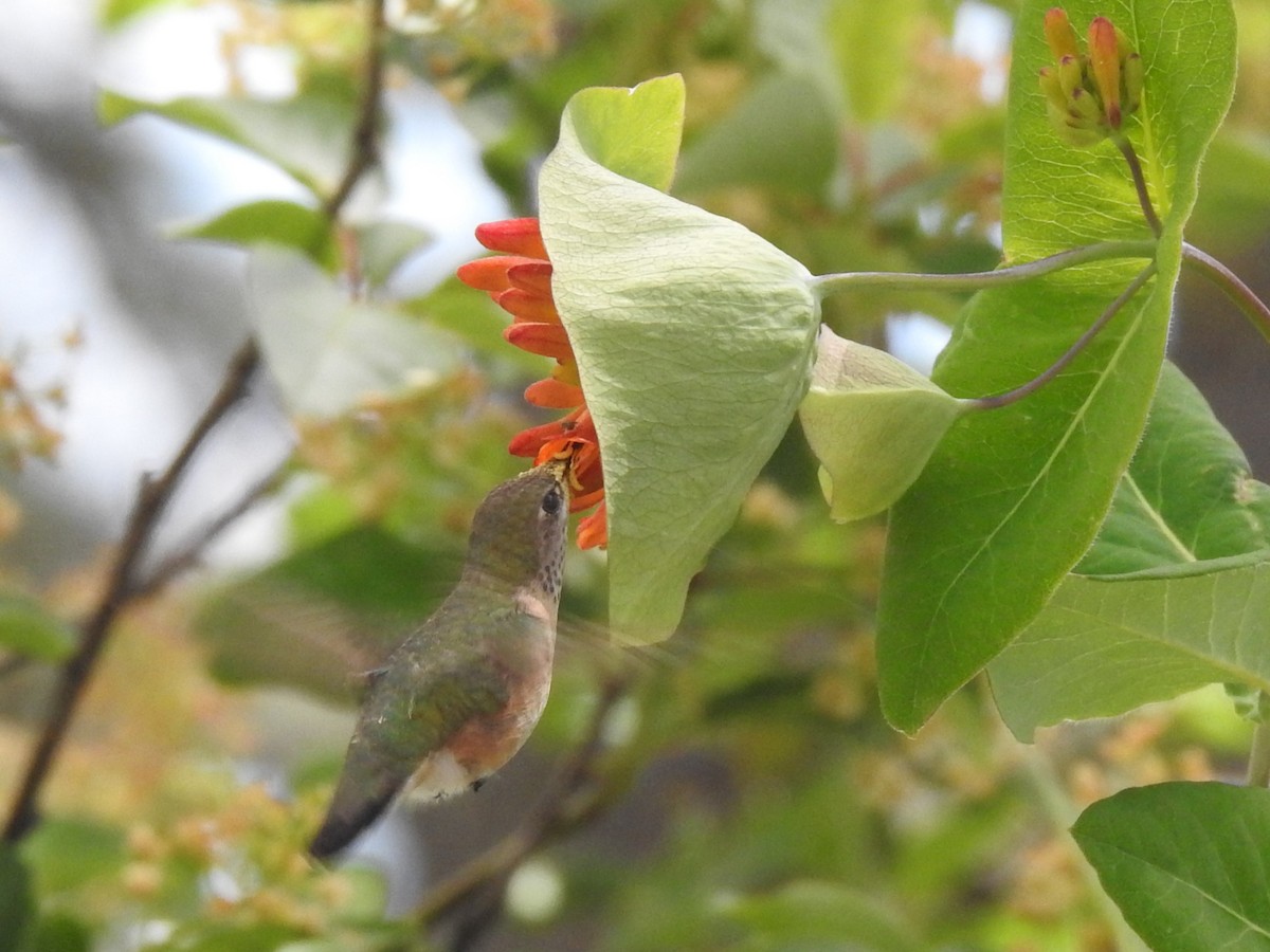 Rufous Hummingbird - ML619970067