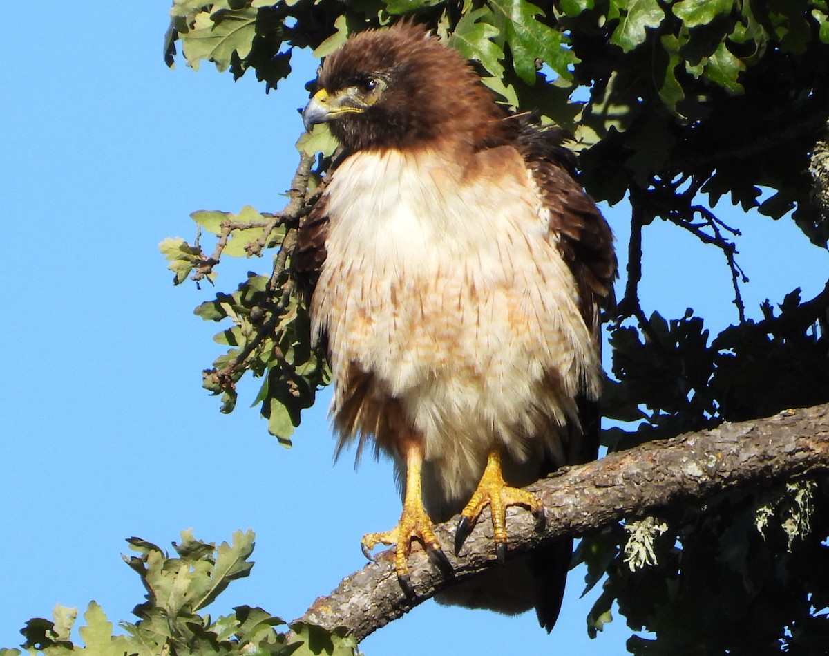 Rotschwanzbussard - ML619970074