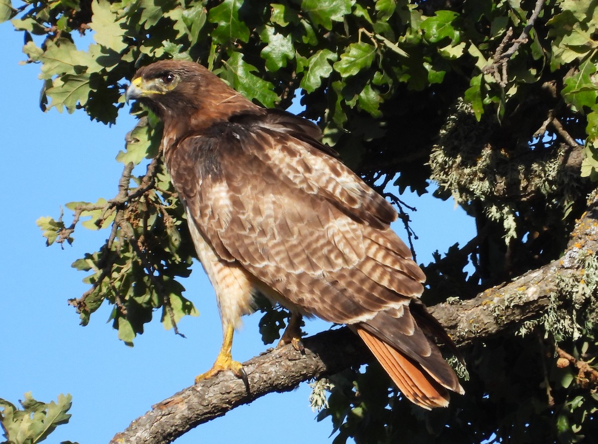 Rotschwanzbussard - ML619970075