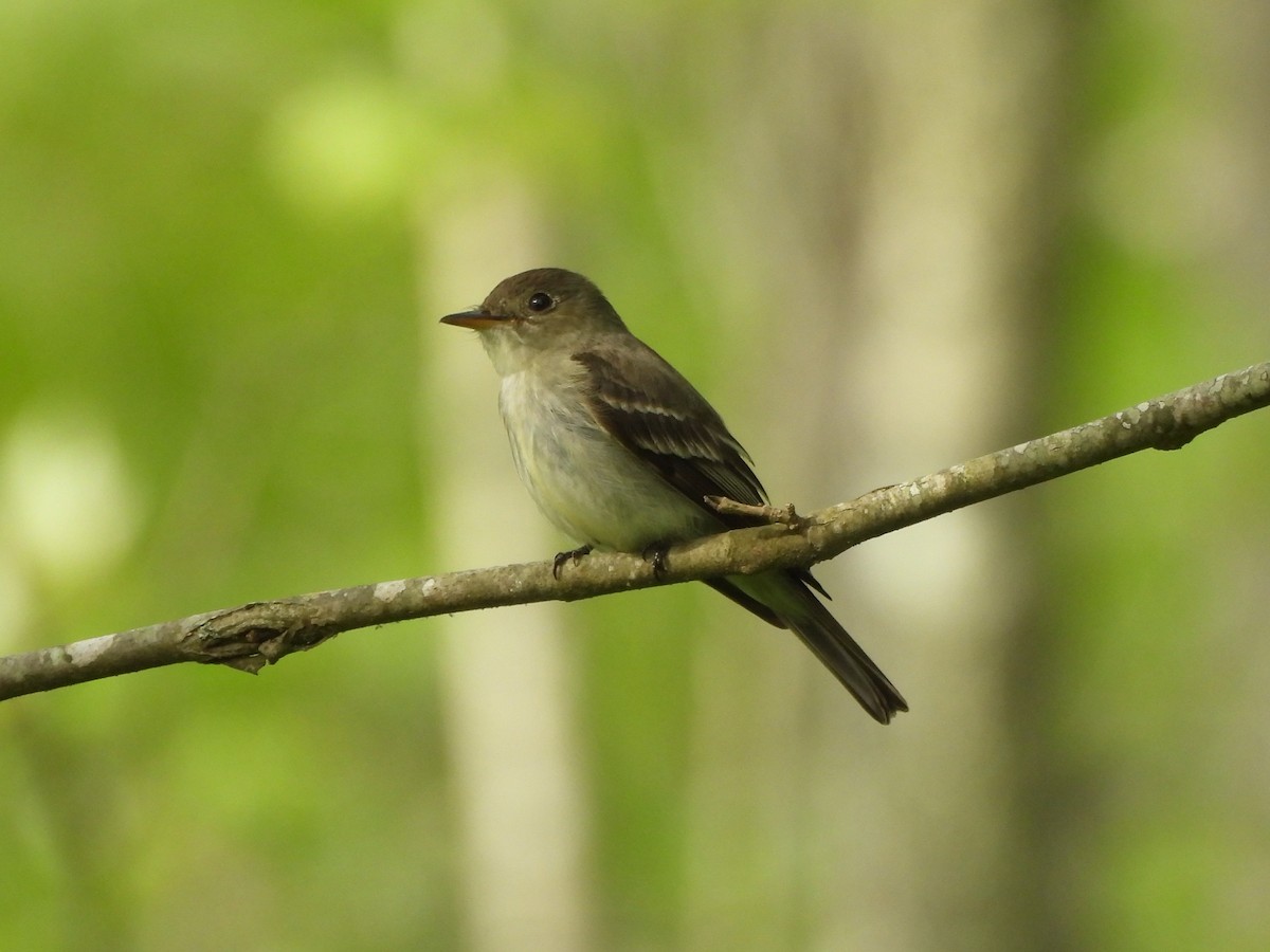 Eastern Wood-Pewee - ML619970076