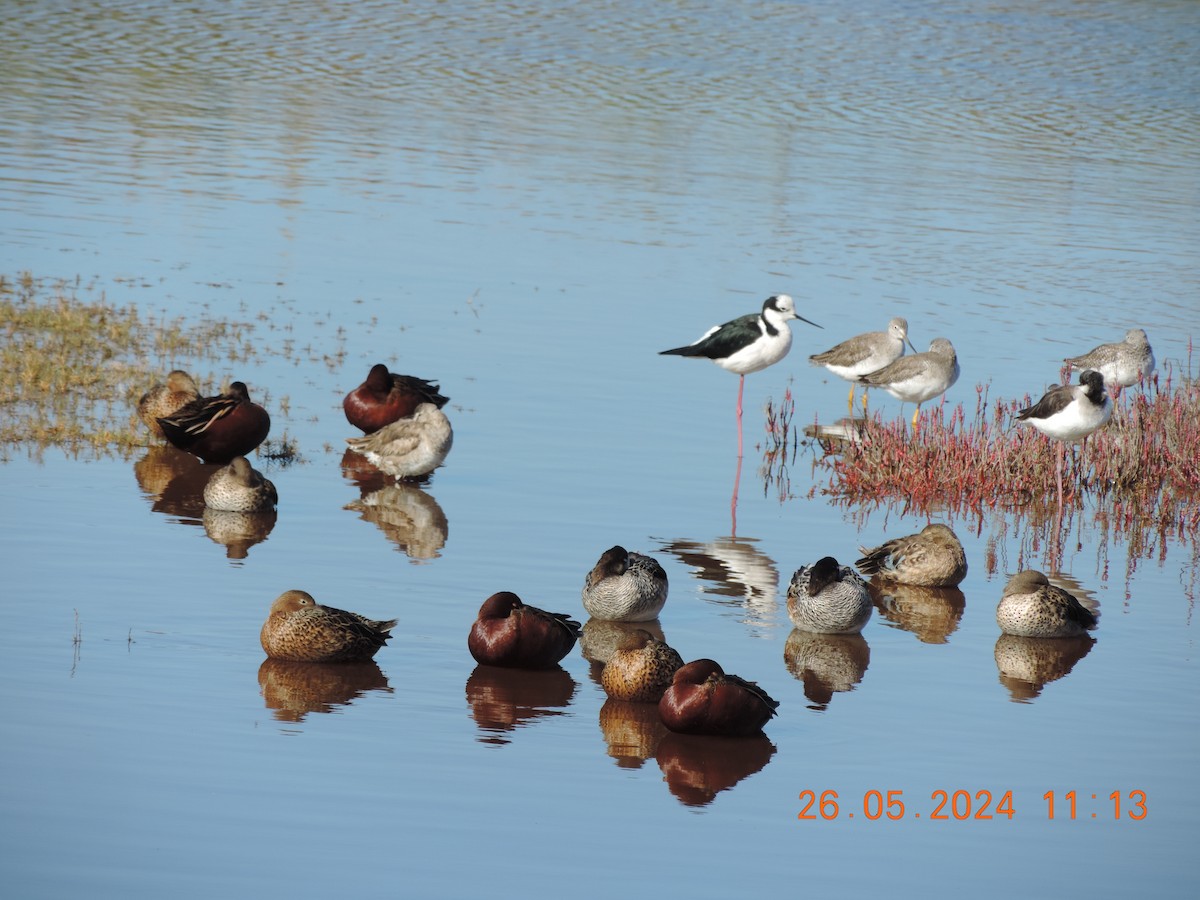 Cinnamon Teal - ML619970083