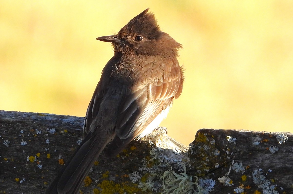 Black Phoebe - ML619970093