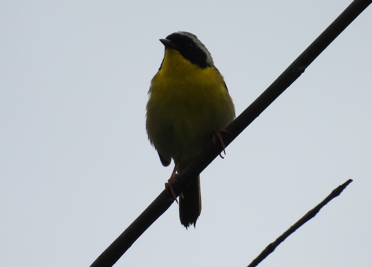 Common Yellowthroat - ML619970094