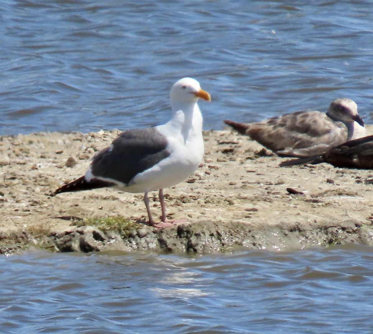 Western Gull - George Chrisman