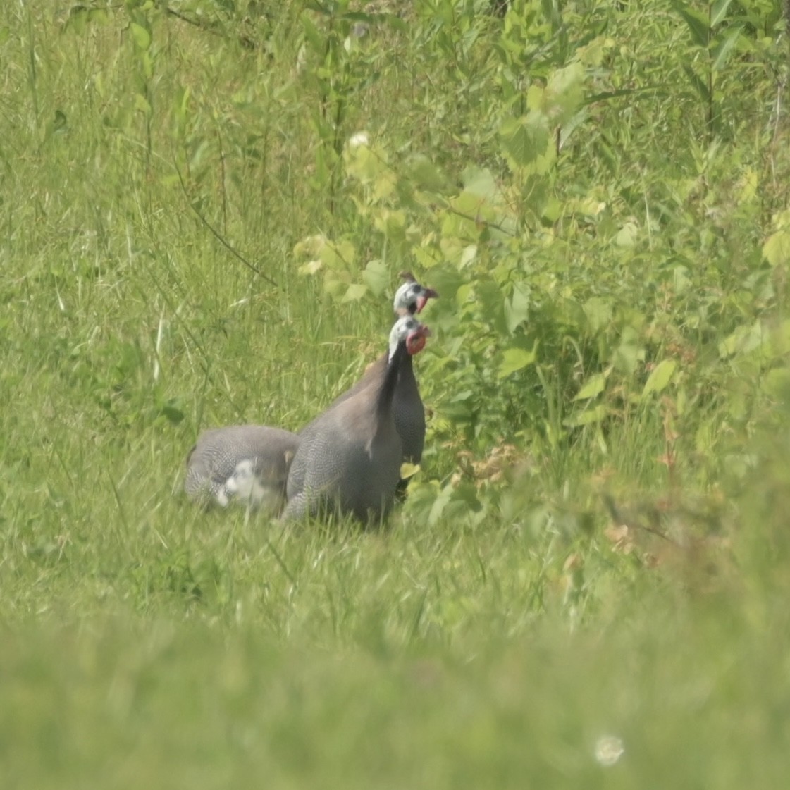 Helmeted Guineafowl (Domestic type) - ML619970116